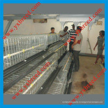 Layer Cage para granjas en Nigeria